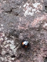 Stethotrypes raffrayi