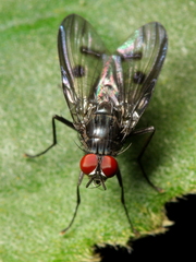 Cyrtoneuropsis