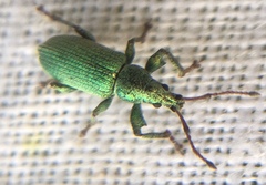 Phyllobius maculicornis