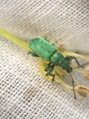 Phyllobius maculicornis