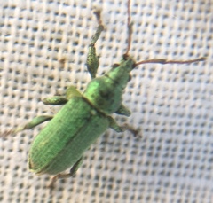 Phyllobius maculicornis