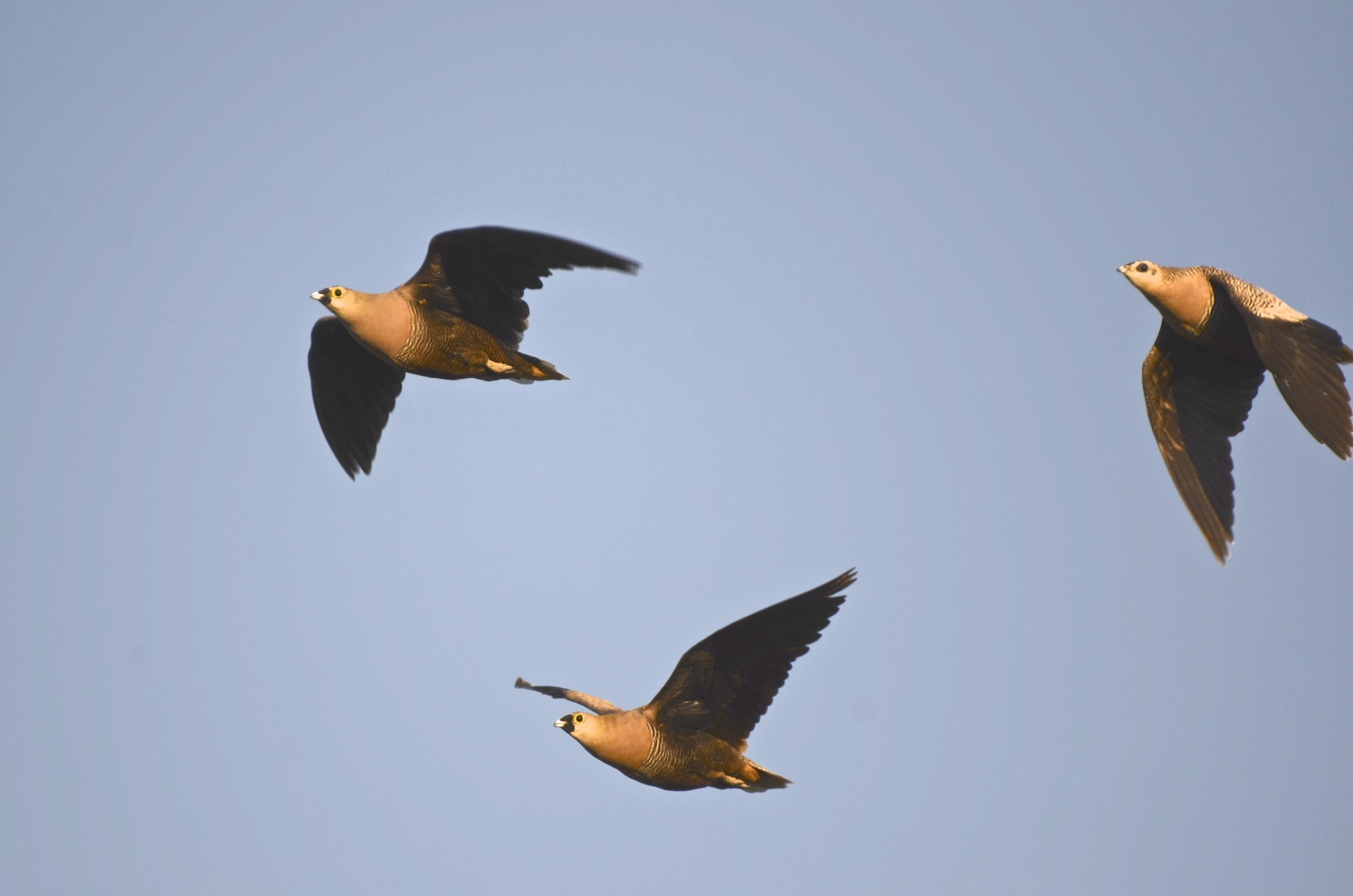 Madagascar Sandgrouse (Pterocles personatus), photo 10