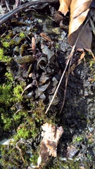 Lathagrium auriforme