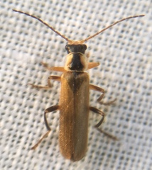 Cantharis decipiens