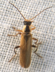 Cantharis decipiens