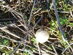 Caucasotachea vindobonensis