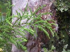 Lepidothamnus intermedius