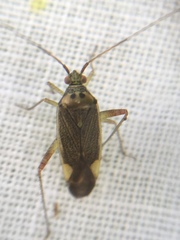 Closterotomus trivialis