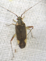 Closterotomus trivialis
