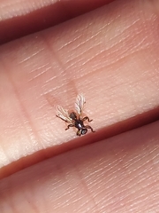 Lipoptena depressa