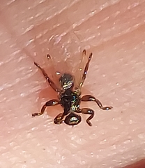 Lipoptena depressa
