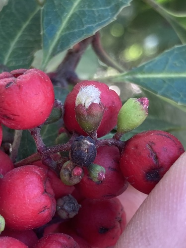 Toyon Fruit Gall Midge photo 3