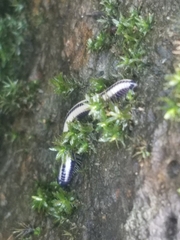 Spirobolellus immigrans