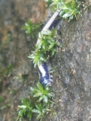 Spirobolellus immigrans