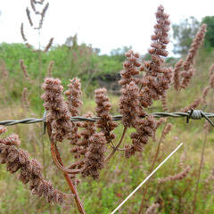 Mesosphaerum pectinatum