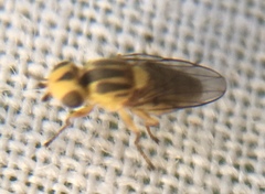 Chlorops