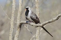 Oena capensis aliena