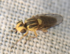 Chlorops