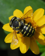 Anthidium maculifrons