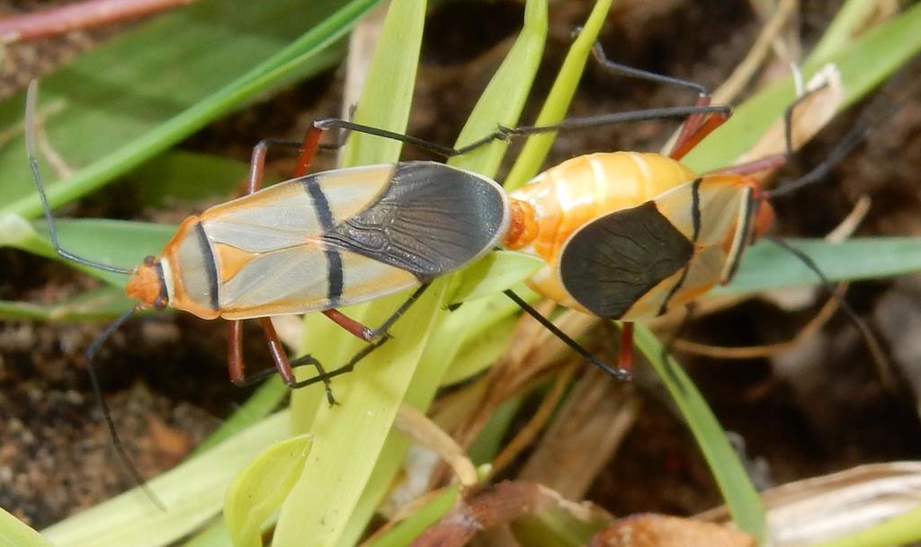 African Cotton Stainer