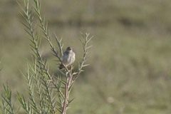 Cisticola cherina