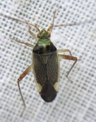 Closterotomus trivialis