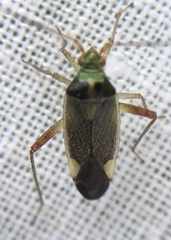 Closterotomus trivialis