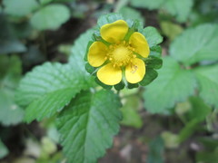 Potentilla indica