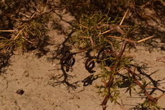 Prosopis denudans