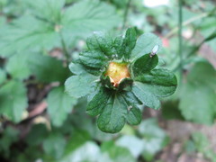 Potentilla indica