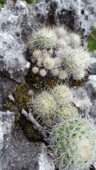 Mammillaria albilanata