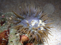 Anthopleura buddemeieri