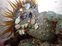 Anthopleura buddemeieri