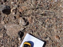 Psathyrotes ramosissima