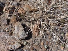 Psathyrotes ramosissima