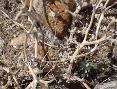 Psathyrotes ramosissima