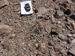 Psathyrotes ramosissima