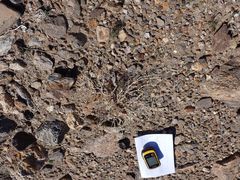 Psathyrotes ramosissima