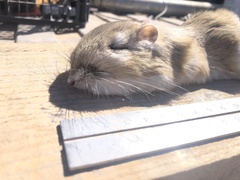 Dipodomys spectabilis