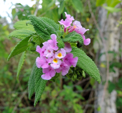 Lantana fucata