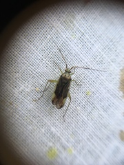 Closterotomus trivialis