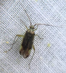 Closterotomus trivialis