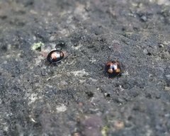 Stethotrypes raffrayi