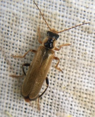 Cantharis decipiens