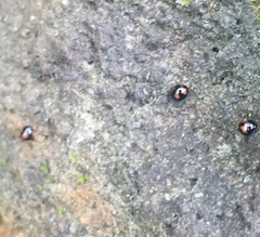 Stethotrypes raffrayi