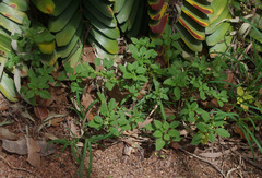 Amaranthus interruptus