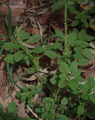 Amaranthus interruptus