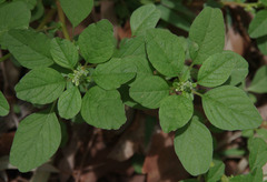 Amaranthus interruptus