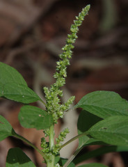 Amaranthus interruptus