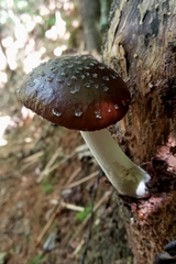 Fungi
